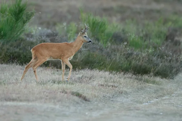 Cervos Ovinos Europeus Capreolus Capreolus Também Conhecidos Como Veados Ovinos — Fotografia de Stock