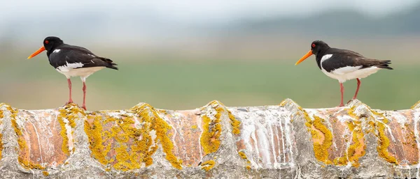 Oyster Catcher Fåglar Ovanpå Ett Tak — Stockfoto