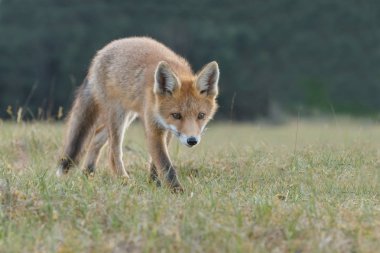 Kırmızı tilki yavrusu doğa bir bahar gününde