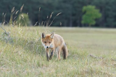 Kırmızı tilki yavrusu doğa bir bahar gününde
