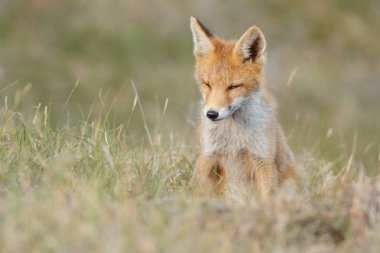 Kırmızı tilki yavrusu doğa bir bahar gününde