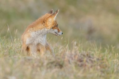 Kırmızı tilki yavrusu doğa bir bahar gününde