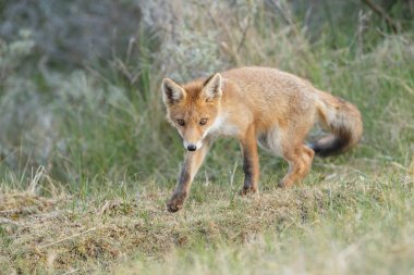 Kırmızı tilki yavrusu doğa bir bahar gününde