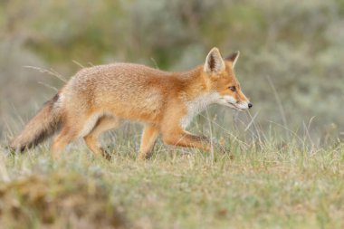 Kırmızı tilki yavrusu doğa bir bahar gününde