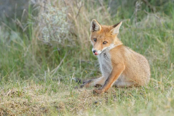 Red Fox Welp Natuur Een Lentedag — Stockfoto