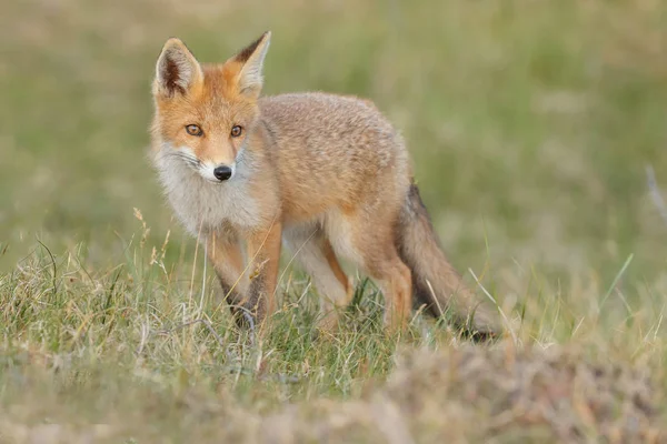 春の日に自然の赤狐カブ — ストック写真