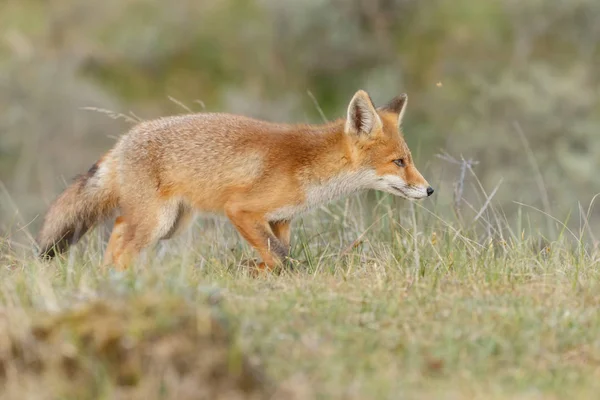 Κόκκινη Αλεπού Cub Στη Φύση Μια Ανοιξιάτικη Μέρα — Φωτογραφία Αρχείου