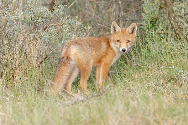 Κόκκινη Αλεπού Cub Στη Φύση Μια Ανοιξιάτικη Μέρα — Φωτογραφία Αρχείου