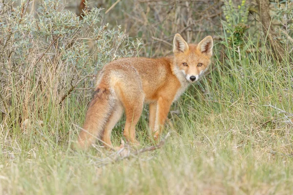 Zorro Rojo Cachorro Naturaleza Día Primavera — Foto de Stock