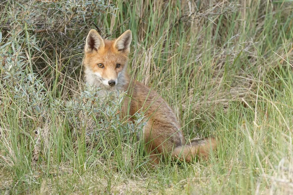 Κόκκινη Αλεπού Cub Στη Φύση Μια Ανοιξιάτικη Μέρα — Φωτογραφία Αρχείου