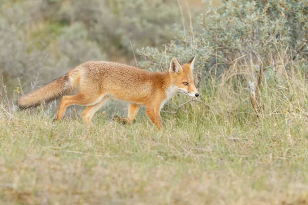 Κόκκινη Αλεπού Cub Στη Φύση Μια Ανοιξιάτικη Μέρα — Φωτογραφία Αρχείου