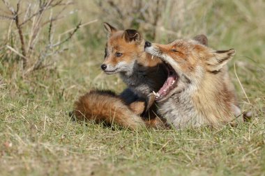 Kırmızı tilki yavrusu doğada oynarken annesi ile