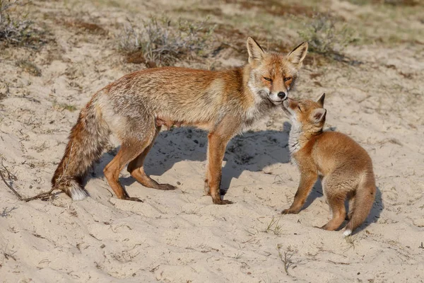 Filhote Raposa Vermelha Com Mãe Brincando Natureza — Fotografia de Stock