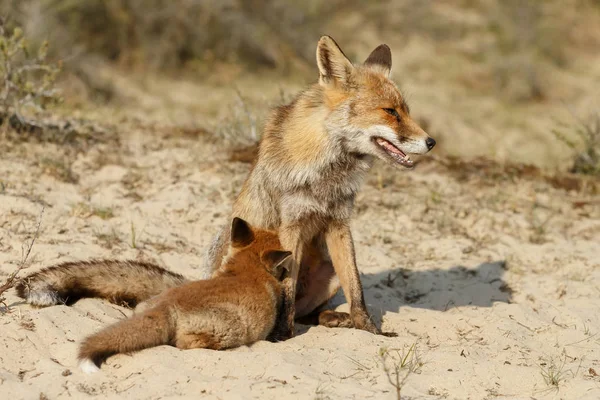 Red Fox Cub Matka Bawi Się Przyrodzie — Zdjęcie stockowe
