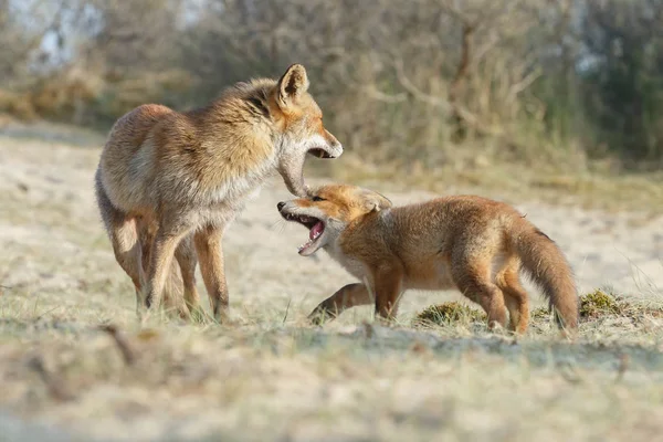 Red Fox Mládě Matkou Hraje Přírodě — Stock fotografie