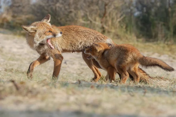 Cucciolo Volpe Rossa Con Madre Che Gioca Natura — Foto Stock