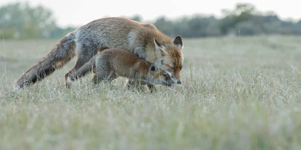 Kırmızı Tilki Yavrusu Doğada Oynarken Annesi Ile — Stok fotoğraf