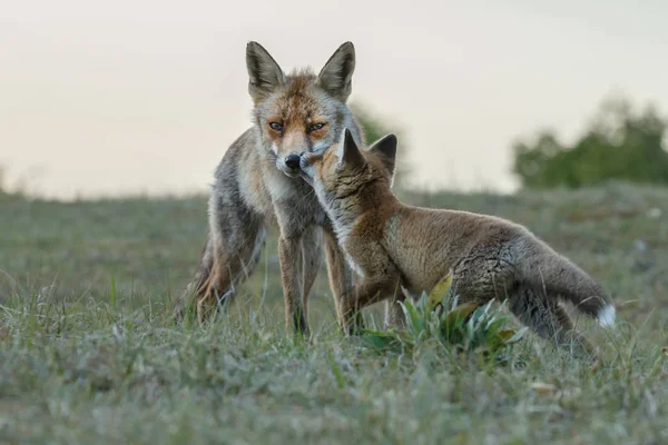 Cachorro Zorro Rojo Con Madre Jugando Naturaleza — Foto de Stock