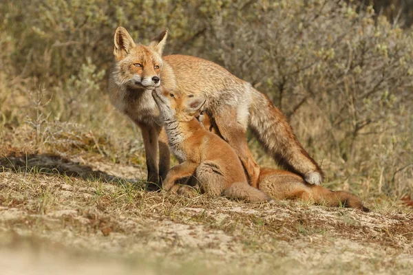 Filhote Raposa Vermelha Com Mãe Brincando Natureza — Fotografia de Stock