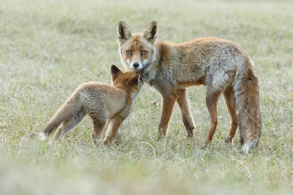 Red Fox Cub Met Moeder Spelen Natuur — Stockfoto