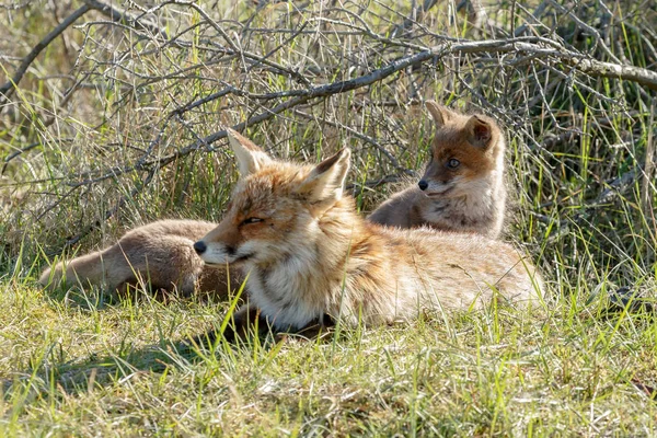 Cachorros Zorro Rojo Con Madre Naturaleza Día Primavera — Foto de Stock