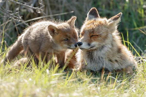 红狐幼崽与母亲在大自然中玩耍 — 图库照片