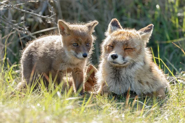 Red Fox Mládě Matkou Hraje Přírodě — Stock fotografie