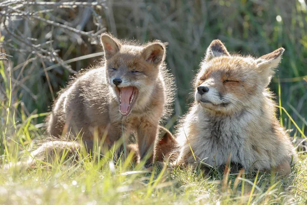 Red Fox Cub Mother Playing Nature — Stock Photo, Image