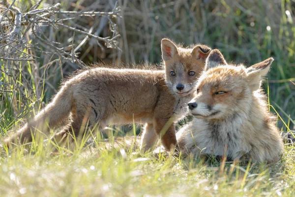 Red Fox Mládě Matkou Hraje Přírodě — Stock fotografie