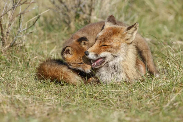Filhote Raposa Vermelha Com Mãe Brincando Natureza — Fotografia de Stock