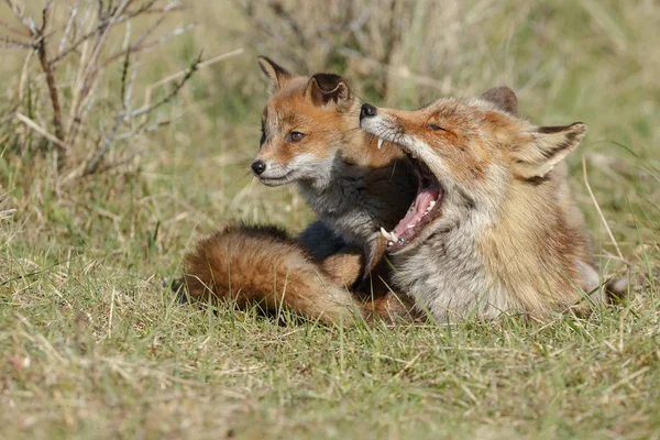 Filhote Raposa Vermelha Com Mãe Brincando Natureza — Fotografia de Stock