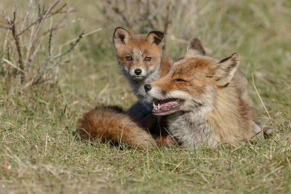 Red Fox Mládě Matkou Hraje Přírodě — Stock fotografie