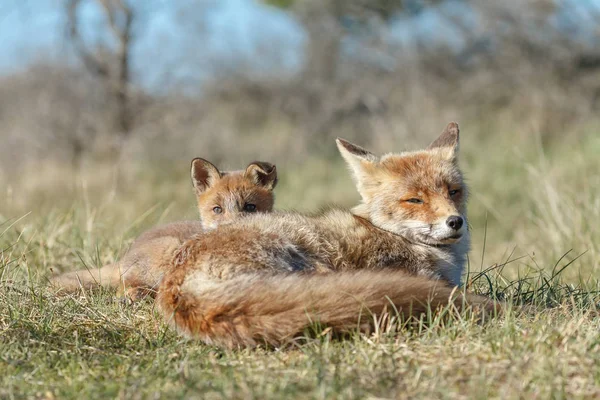 Filhote Raposa Vermelha Com Mãe Brincando Natureza — Fotografia de Stock