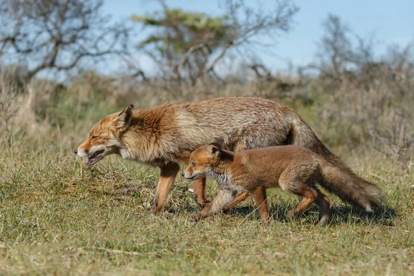 Filhote Raposa Vermelha Com Mãe Brincando Natureza — Fotografia de Stock