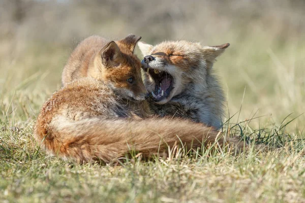 Filhote Raposa Vermelha Com Mãe Brincando Natureza — Fotografia de Stock