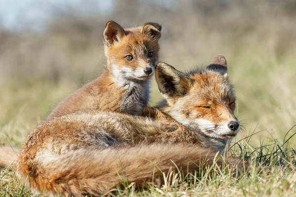 Red Fox Cub Met Moeder Spelen Natuur — Stockfoto