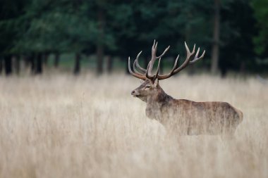 Kızıl geyik çiftleşme sırasında büyük bir raf ile