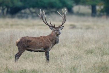 Kızıl geyik çiftleşme sırasında büyük bir raf ile