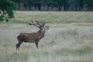 Kızıl geyik çiftleşme sırasında büyük bir raf ile