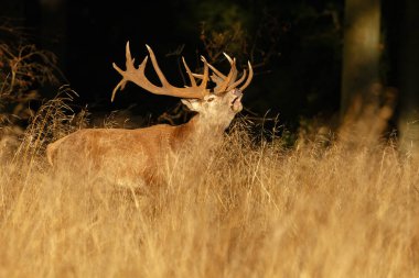 Kızıl geyik çiftleşme sırasında büyük bir raf ile