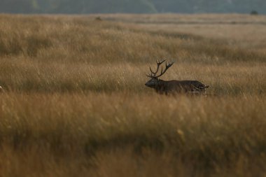 Kızıl geyik çiftleşme sırasında büyük bir raf ile