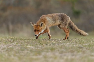 Kızıl Tilki bir soğuk kış gününde doğada