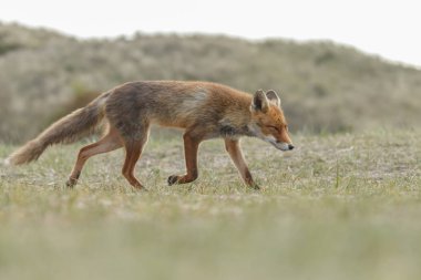 Kızıl Tilki bir soğuk kış gününde doğada