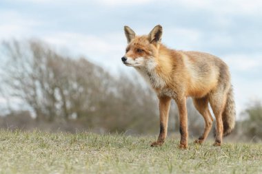 Kızıl Tilki bir soğuk kış gününde doğada
