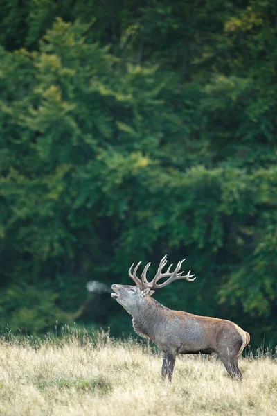 Red Deer Met Een Enorme Rek Tijdens Paartijd — Stockfoto
