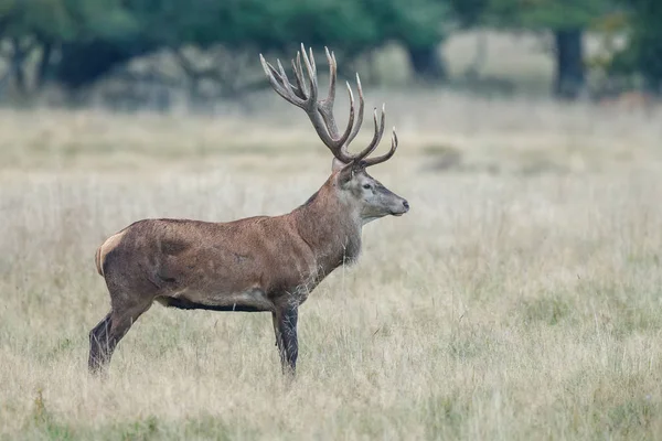 Cerf Rouge Avec Énorme Rack Pendant Saison Des Amours — Photo