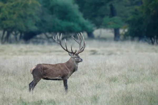 Cerf Rouge Avec Énorme Rack Pendant Saison Des Amours — Photo