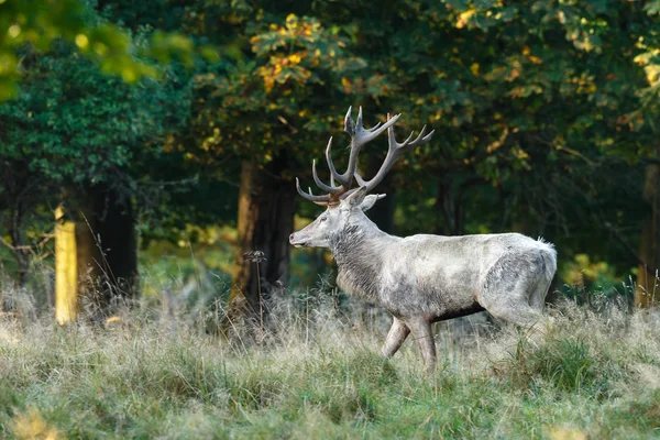 Kronhjort Med Enorm Rack Parningssäsongen — Stockfoto