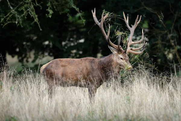 Red Deer Huge Rack Mating Season — Stock Photo, Image