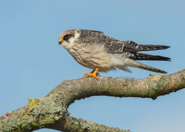 Roodpootvalk Falco Vespertinus — Stockfoto
